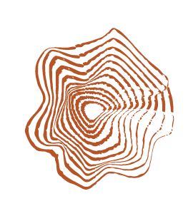 טליה מזרן ומכשירים 25